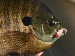 Z-Man Larvaz -Simms || 13 Fishing || Huk Shop lifestyle larvaz zman fishmouth 1