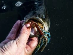 Z-Man Midwest Finesse Swim Jig -Simms || 13 Fishing || Huk Shop lifestyle midwestfinesseswimjig zman bluegill 3