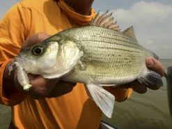 Z-Man Stingerz -Simms || 13 Fishing || Huk Shop lifestyle stingerz zman fishmouth 1