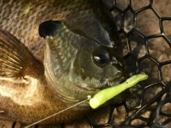 Z-Man Tiny Ticklerz -Simms || 13 Fishing || Huk Shop lifestyle tinyticklerz zman closefish 1